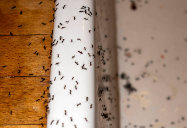 Best Pest Prevention Services  in Tishomingo, OK